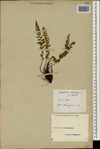 Asplenium adiantum-nigrum subsp. woronowii (Christ) Fraser-Jenkins, Caucasus (no precise locality) (K0)