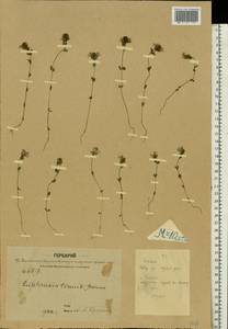 Euphrasia ×vernalis List, Eastern Europe, Central forest region (E5) (Russia)