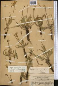 Pseudopodospermum inconspicuum (Lipsch.) Zaika, Sukhor. & N. Kilian, Middle Asia, Western Tian Shan & Karatau (M3) (Kazakhstan)