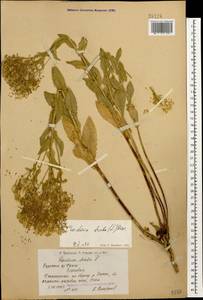 Lepidium draba L., Caucasus, Armenia (K5) (Armenia)