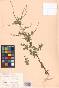 Sisymbrium officinale (L.) Scop., Eastern Europe, Moscow region (E4a) (Russia)