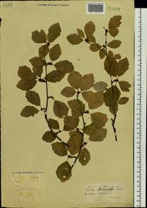 Betula fruticosa Pall., Siberia, Yakutia (S5) (Russia)
