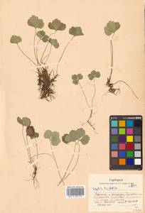 Coptis trifolia (L.) Salisb., Siberia, Russian Far East (S6) (Russia)