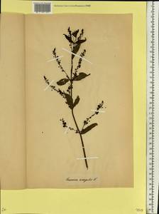 Veronica anagallis-aquatica L., Eastern Europe, Belarus (E3a) (Belarus)