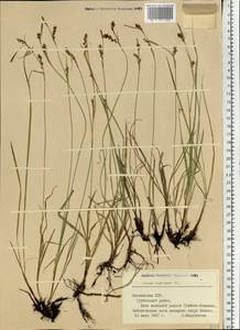 Carex hostiana DC., Eastern Europe, Latvia (E2b) (Latvia)