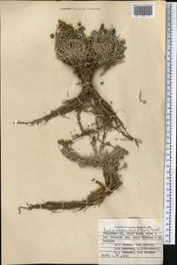 Ajania tibetica (Hook. fil. & Thomson) Tzvelev, Middle Asia, Pamir & Pamiro-Alai (M2) (Tajikistan)