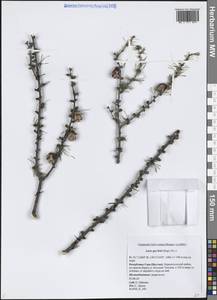 Larix gmelinii (Rupr.) Kuzen., Siberia, Yakutia (S5) (Russia)