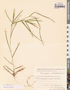 Potamogeton compressus L., Siberia, Chukotka & Kamchatka (S7) (Russia)