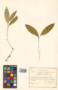 Maianthemum trifolium (L.) Sloboda, Siberia, Russian Far East (S6) (Russia)