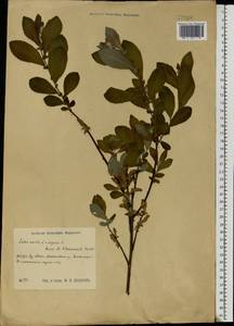 Salix aurita × starkeana, Eastern Europe, Central region (E4) (Russia)