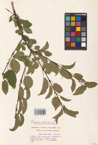 Rhamnus cathartica L., Eastern Europe, Central region (E4) (Russia)