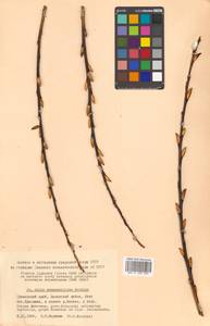 Salix kangensis Nakai, Siberia, Russian Far East (S6) (Russia)