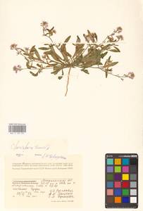 Chorispora tenella (Pall.) DC., Eastern Europe, Lower Volga region (E9) (Russia)