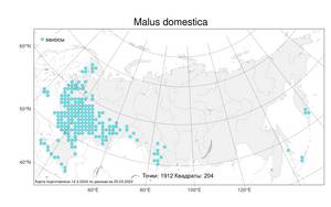 Malus domestica (Suckow) Borkh., Atlas of the Russian Flora (FLORUS) (Russia)