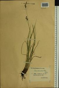 Carex descendens Kük., Siberia, Yakutia (S5) (Russia)