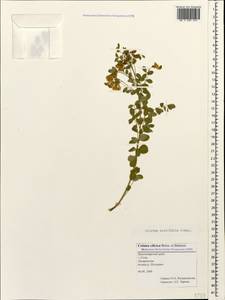 Colutea acutifolia Shap., Caucasus, Black Sea Shore (from Novorossiysk to Adler) (K3) (Russia)