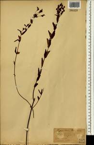 Hypericum hakonense Franch. & Sav., South Asia, South Asia (Asia outside ex-Soviet states and Mongolia) (ASIA) (Japan)