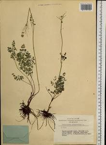 Thalictrum petaloideum L., Siberia, Altai & Sayany Mountains (S2) (Russia)