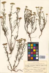 Achillea micrantha Willd., Eastern Europe, North Ukrainian region (E11) (Ukraine)