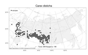 Carex disticha Huds., Atlas of the Russian Flora (FLORUS) (Russia)