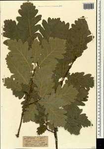 Quercus petraea (Matt.) Liebl., Crimea (KRYM) (Russia)