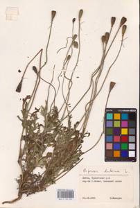 Papaver dubium L., Eastern Europe, Lithuania (E2a) (Lithuania)