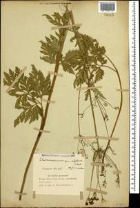 Eleutherospermum cicutarium (M. Bieb.) Boiss., Caucasus, Azerbaijan (K6) (Azerbaijan)