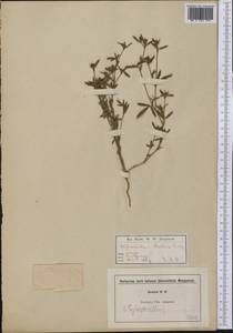 Stylosanthes biflora (L.)Britton & al., America (AMER) (Not classified)