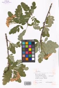 Sorbus, Eastern Europe, Moscow region (E4a) (Russia)