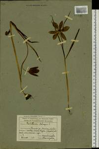 Fritillaria meleagris L., Siberia, Altai & Sayany Mountains (S2) (Russia)
