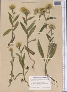 Pentanema britannicum (L.) D. Gut. Larr., Santos-Vicente, Anderb., E. Rico & M. M. Mart. Ort., Siberia, Western Siberia (S1) (Russia)
