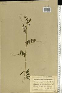 Vicia sativa subsp. nigra (L.)Ehrh., Eastern Europe, Belarus (E3a) (Belarus)