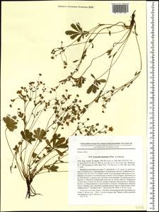 Potentilla humifusa Willd. ex D. F. K. Schltdl., Siberia, Western Siberia (S1) (Russia)