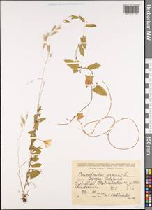 Convolvulus arvensis L., Caucasus, Georgia (K4) (Georgia)