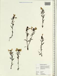 Pedicularis lapponica L., Eastern Europe, Northern region (E1) (Russia)