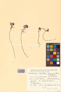 Cardamine trifida (Lam. ex Poir.) B. M. G. Jones, Siberia, Chukotka & Kamchatka (S7) (Russia)