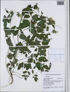 Codonopsis, South Asia, South Asia (Asia outside ex-Soviet states and Mongolia) (ASIA) (China)