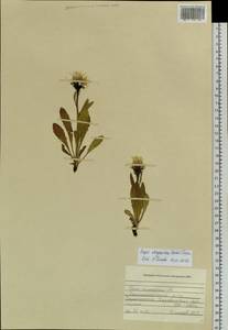 Crepis chrysantha (Ledeb.) Turcz., Siberia, Altai & Sayany Mountains (S2) (Russia)