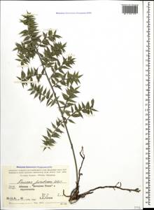 Ruscus aculeatus L., Caucasus, Abkhazia (K4a) (Abkhazia)