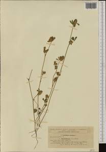 Trifolium striatum L., Western Europe (EUR) (Romania)