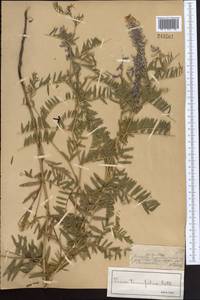 Vicia tenuifolia Roth, Middle Asia, Dzungarian Alatau & Tarbagatai (M5) (Kazakhstan)