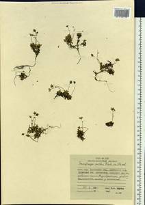 Micranthes merkii subsp. merkii, Siberia, Chukotka & Kamchatka (S7) (Russia)