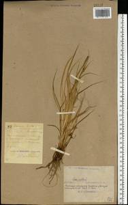 Carex hirta L., Eastern Europe, South Ukrainian region (E12) (Ukraine)