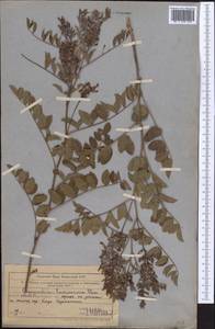 Glycyrrhiza aspera Pall., Middle Asia, Western Tian Shan & Karatau (M3) (Uzbekistan)