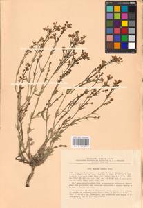 Asperula graveolens subsp. graveolens, Eastern Europe, South Ukrainian region (E12) (Ukraine)