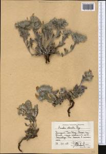 Arnebia obovata Bunge, Middle Asia, Western Tian Shan & Karatau (M3) (Tajikistan)