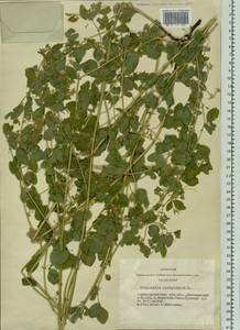 Medicago platycarpos (L.) Trautv., Siberia, Altai & Sayany Mountains (S2) (Russia)