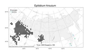 Epilobium hirsutum L., Atlas of the Russian Flora (FLORUS) (Russia)