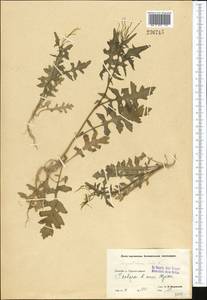 Sisymbrium irio L., Middle Asia, Pamir & Pamiro-Alai (M2) (Uzbekistan)