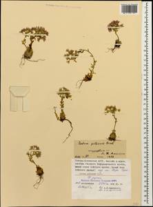 Prometheum pilosum (M. Bieb.) H. Ohba, Caucasus, North Ossetia, Ingushetia & Chechnya (K1c) (Russia)